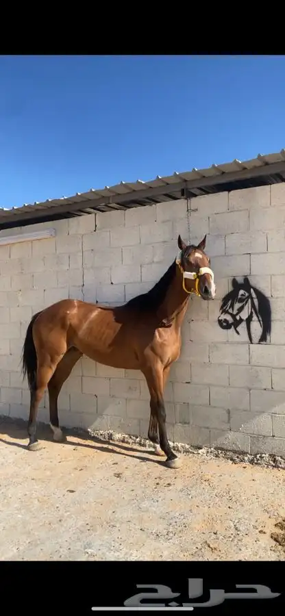 حصان انتاج بطل وجاهز لا اقرب شوط 1