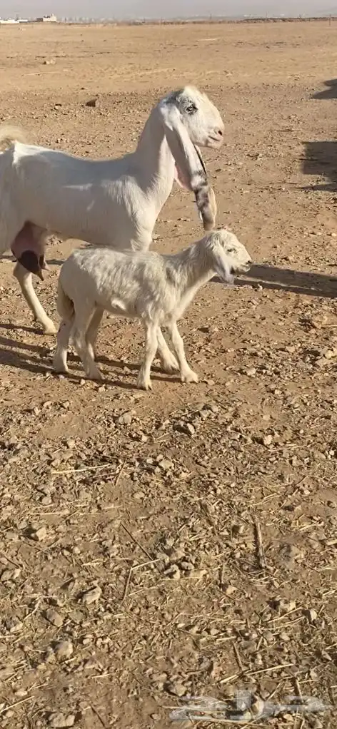 داغوره حريه طيبه 1