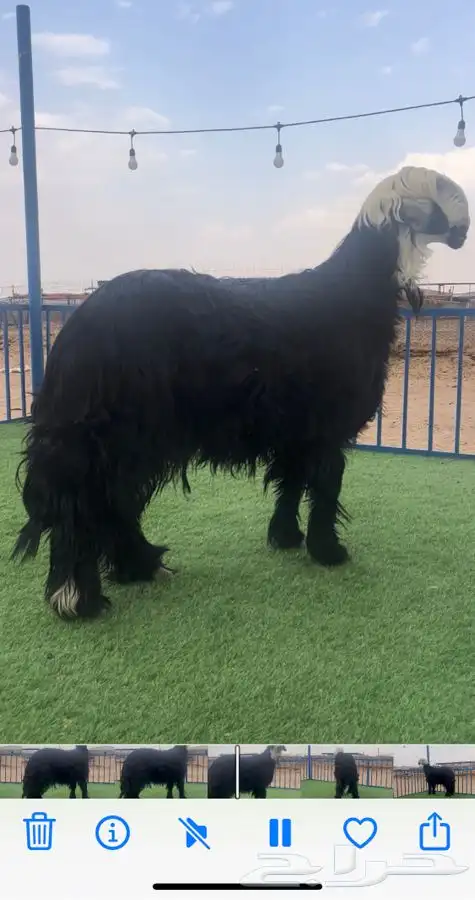 خروف ادغم صنف معرف 1