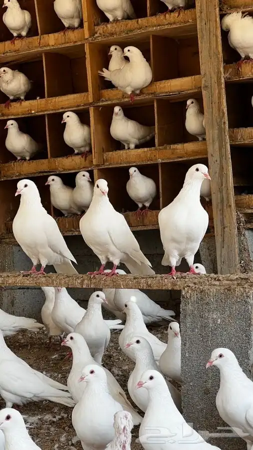 حمام فرنسي جامبو 0