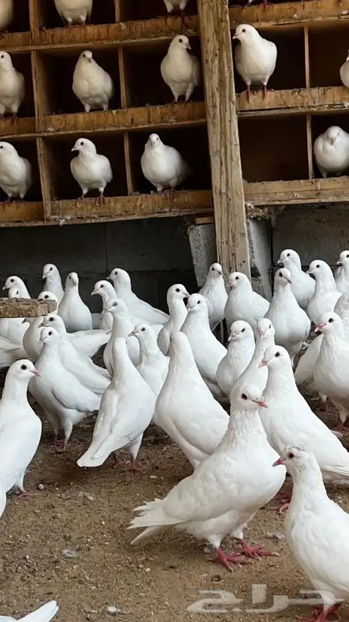 حمام فرنسي جامبو 1