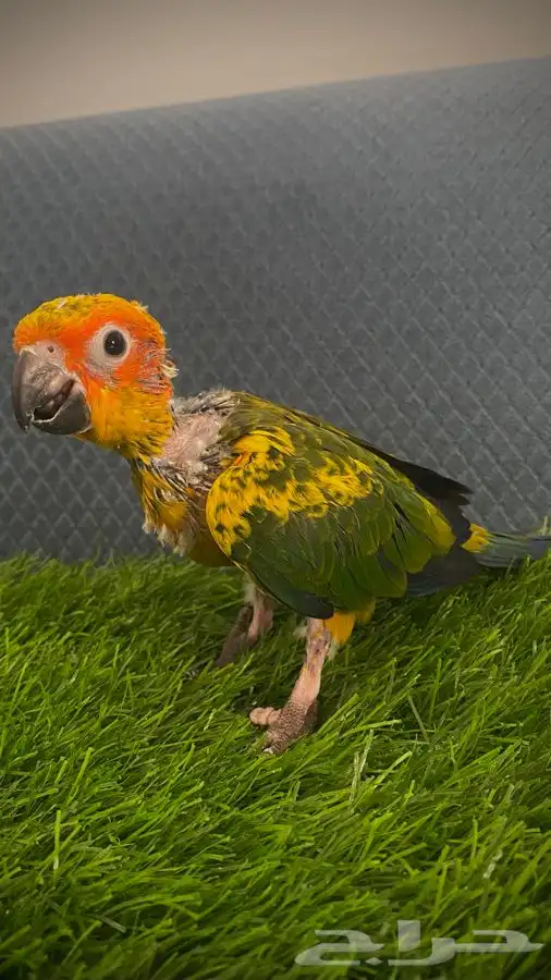 فرخ صن كنيور ( تم البيع ) 0