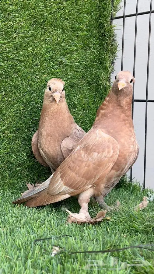 حمام صنعاني تم البيع تم البيع 0