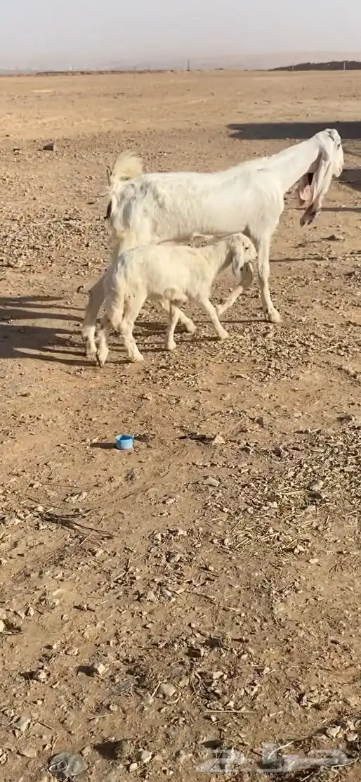 داغوره حريه طيبه 0