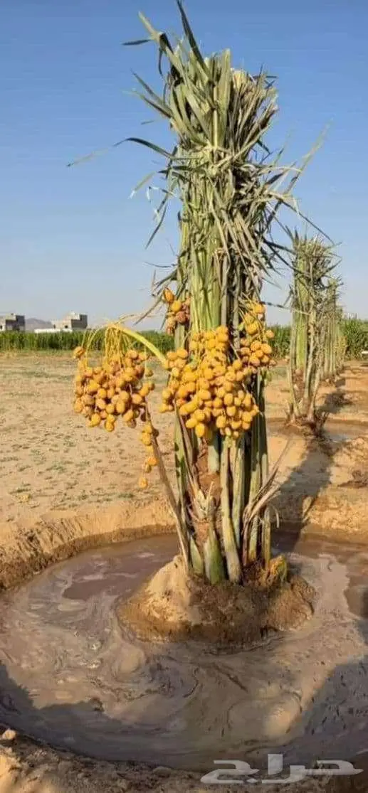 إنخل للبيع 7