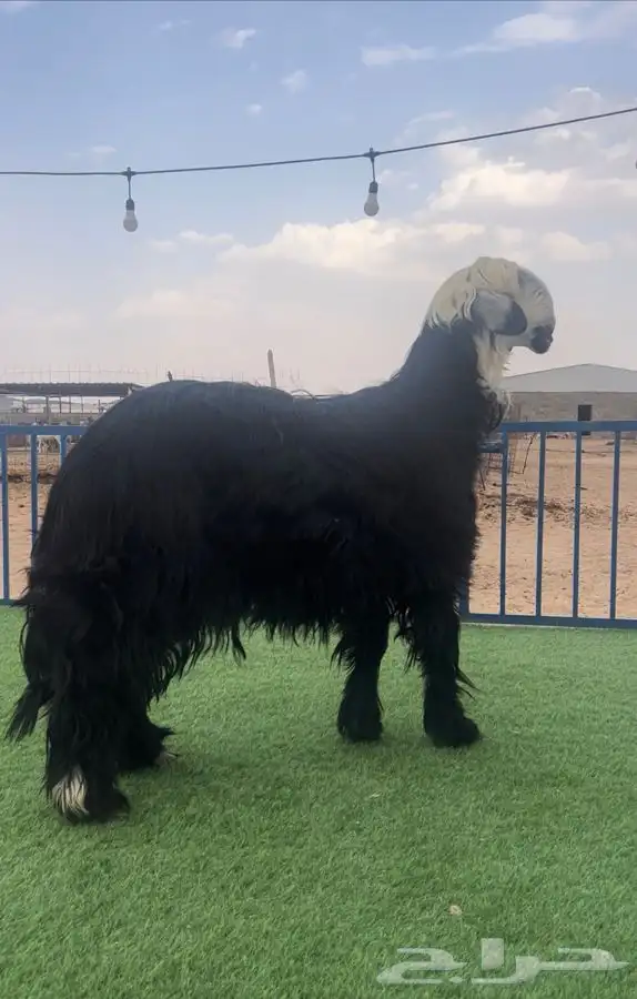 خروف ادغم صنف معرف 3