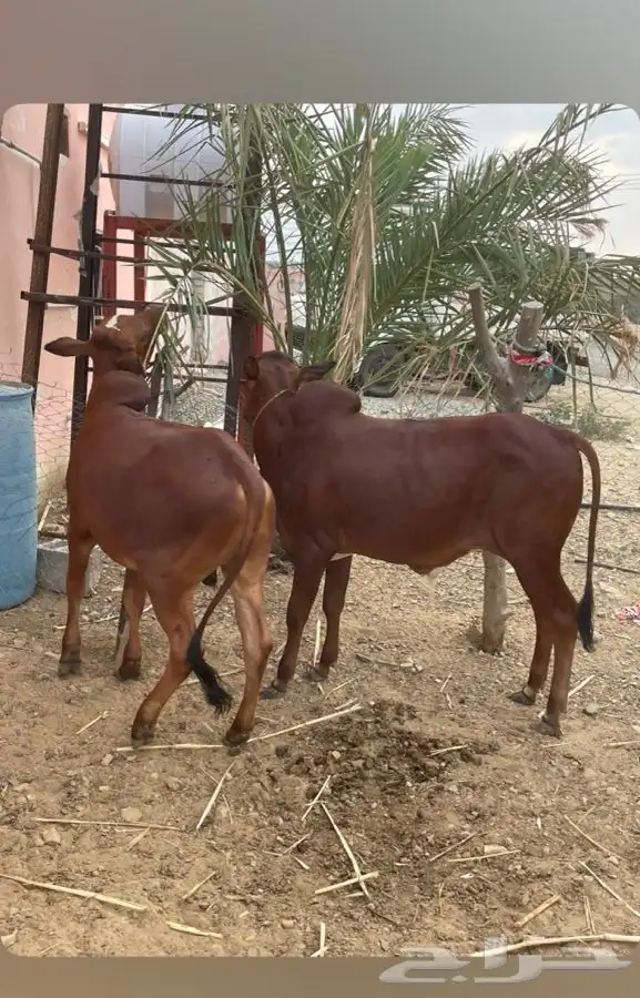 حسلان للبيع 0