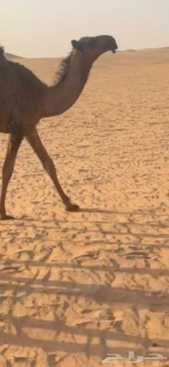 بعير اصفر 1
