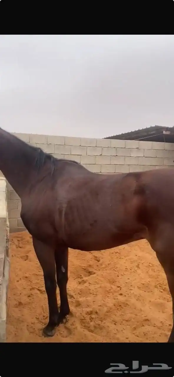 فرس انقليزيه للبيع 0