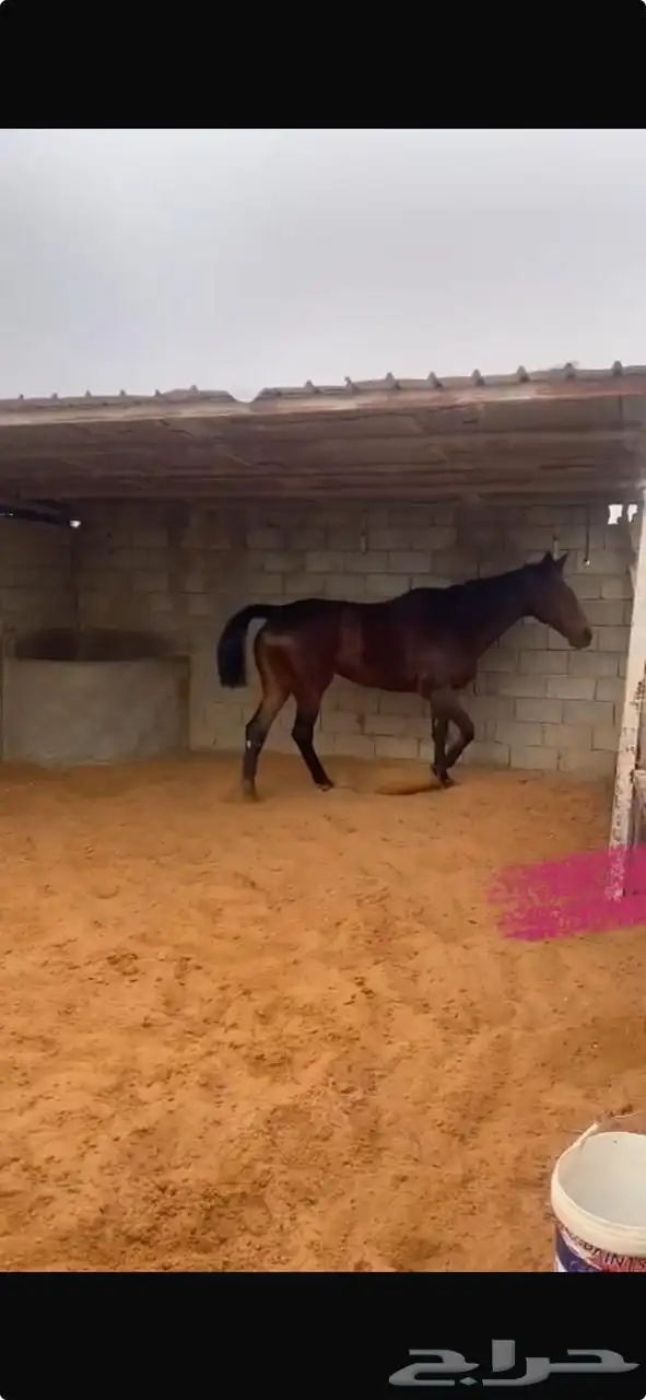فرس انقليزيه للبيع 2