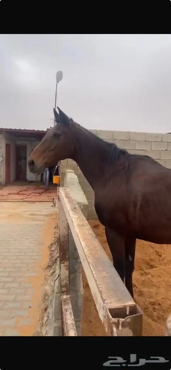 فرس انقليزيه للبيع 1