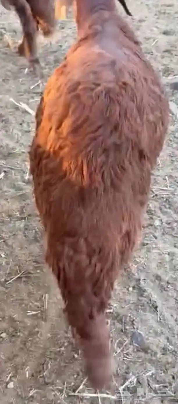طلي سواكني تربية 0
