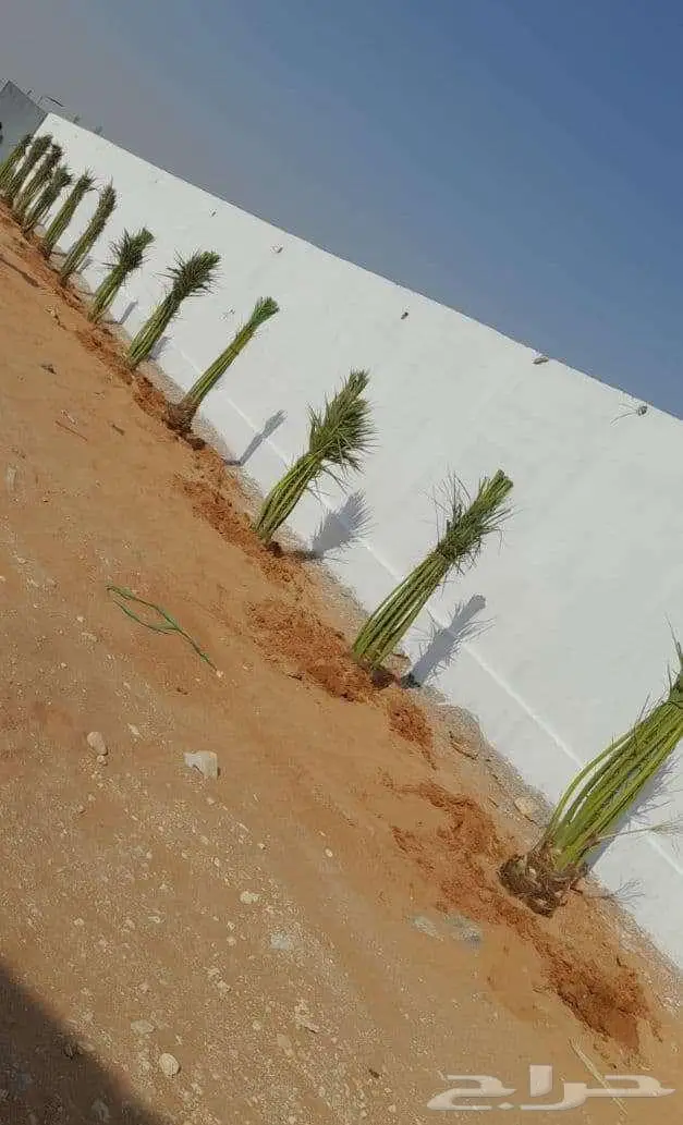 إنخل للبيع 1