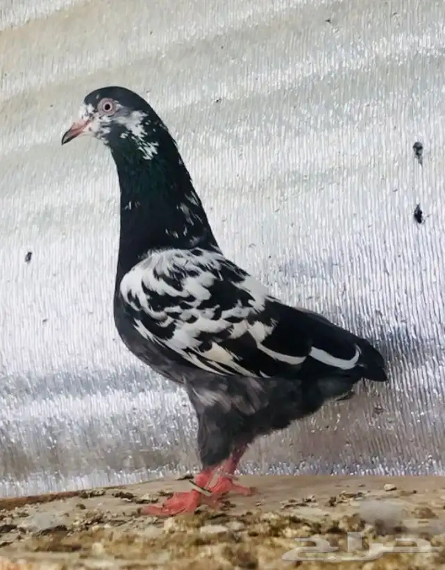 تم البيع أنثى تيدي شينا أساس منتجه 1