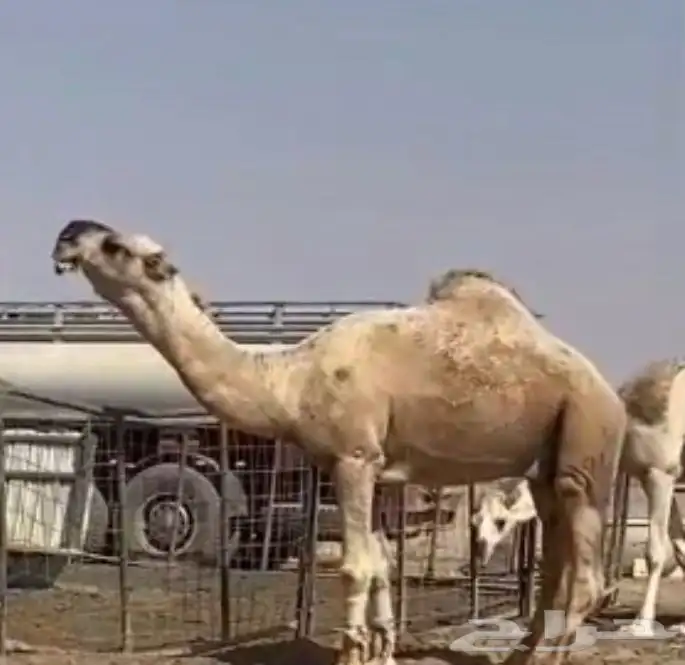 للبيع بعير علياني جده عليان الهرش بعير الامير   سلطان محمد 0