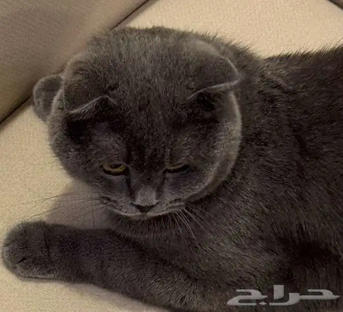 قط ذكر للتزاوج سكوتش فولد 1