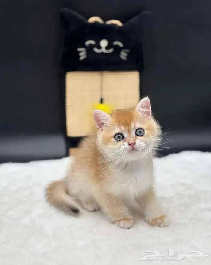 كيتنز مستوى عالي اهالي مستوردين سعر رمزي 1