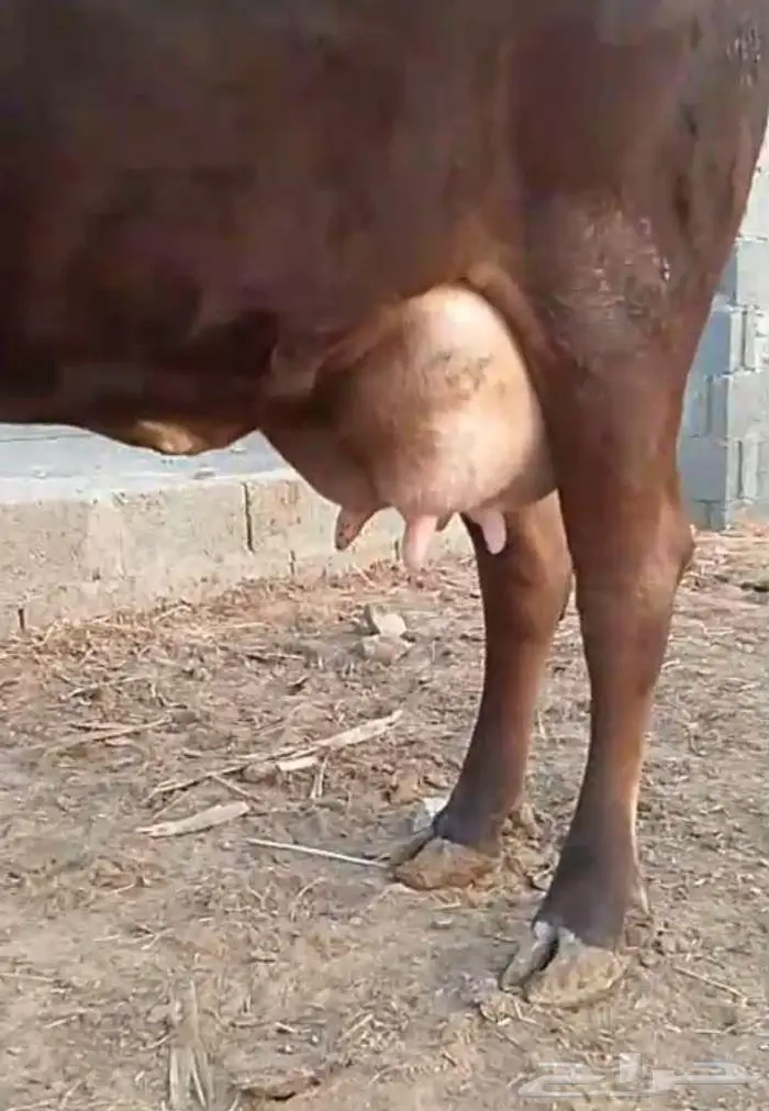 بقره للبيع 1