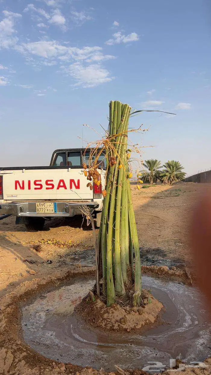 إنخل للبيع 3