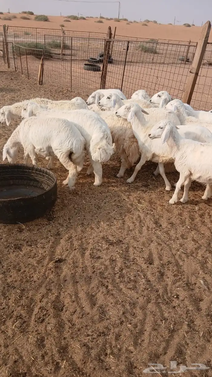بهم حري 1