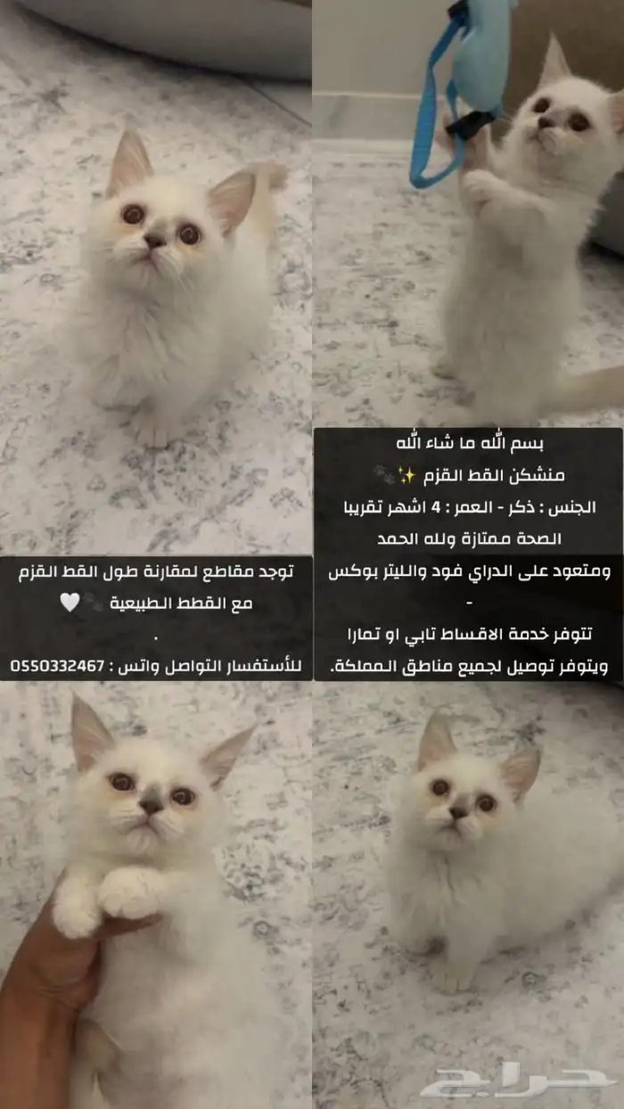 سكوتش عروض 8
