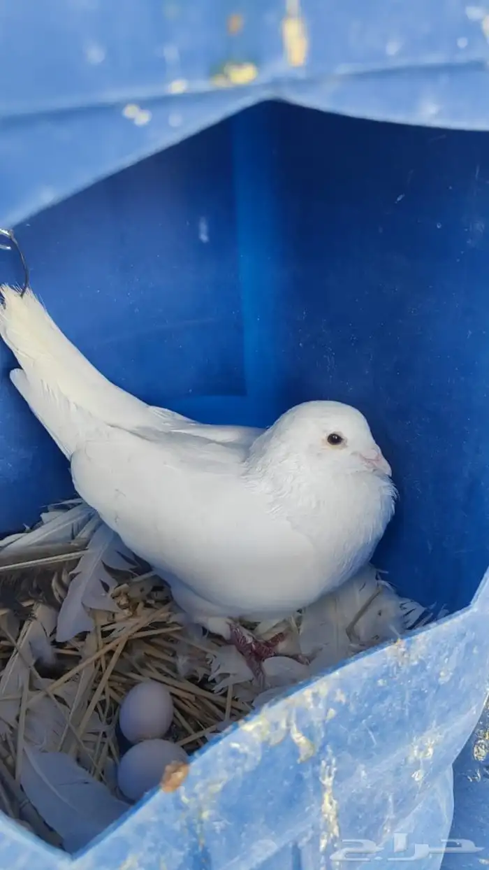حمام فرنسي للبيع 6