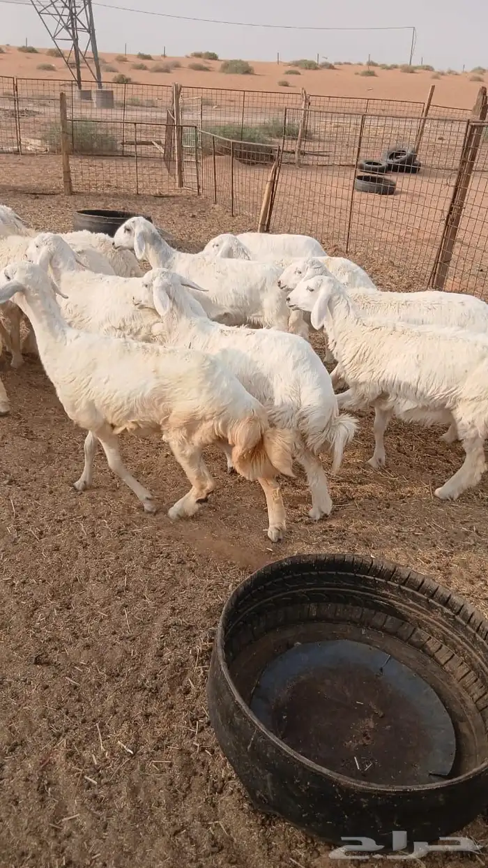 بهم حري 0
