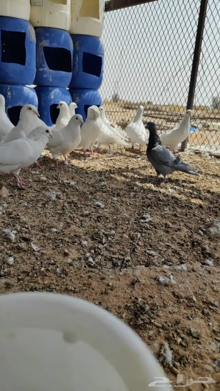 حمام فرنسي للبيع 4