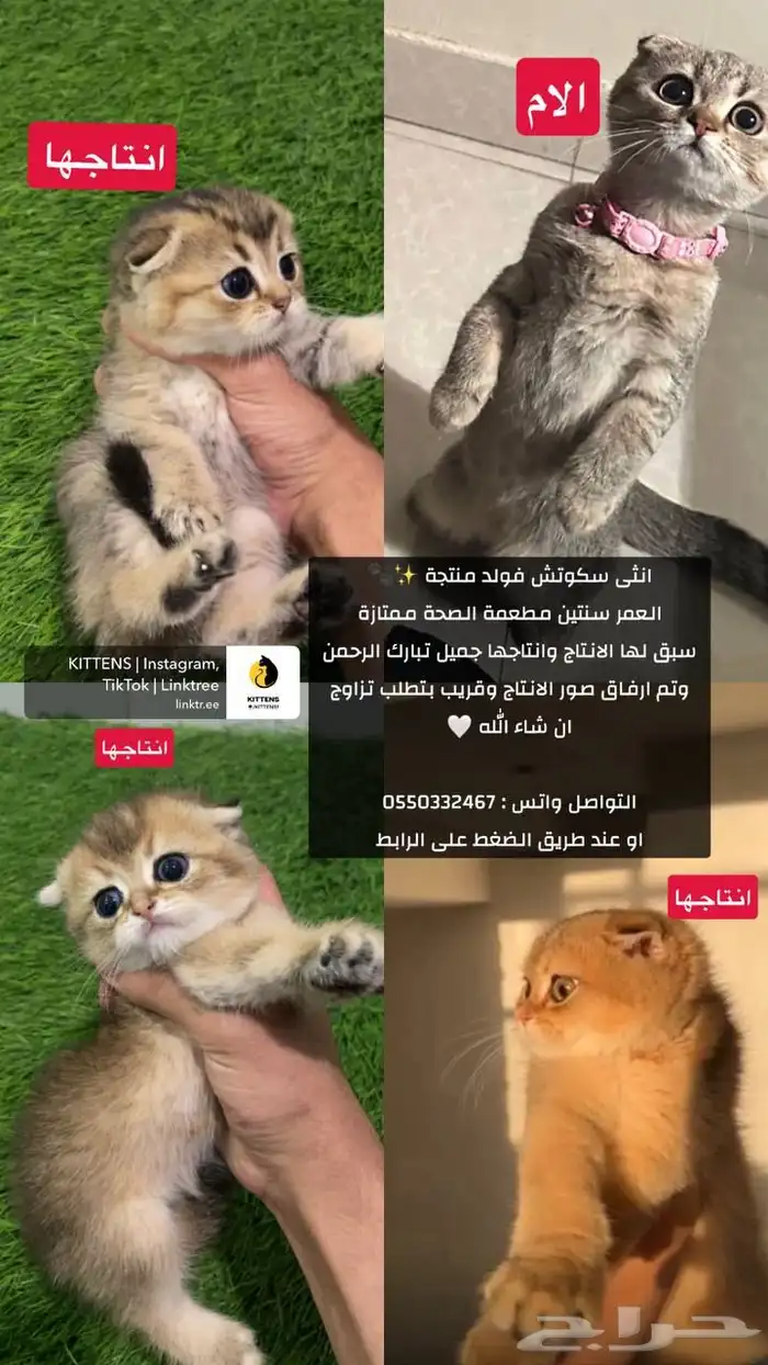 سكوتش عروض 9