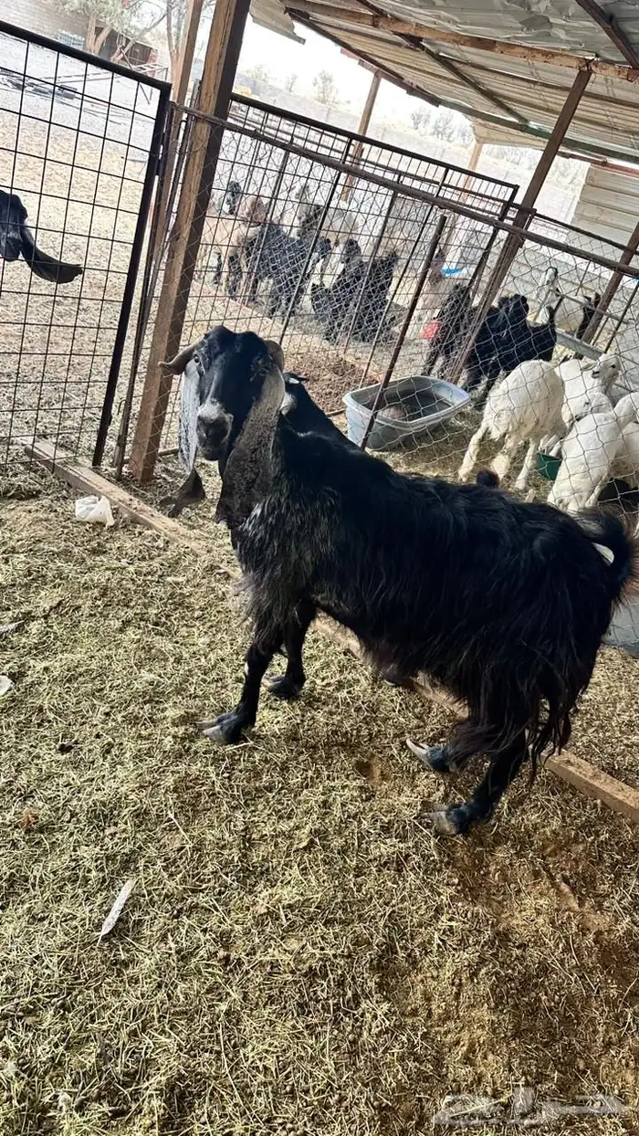 عنز معها بنتها تم البيع 2