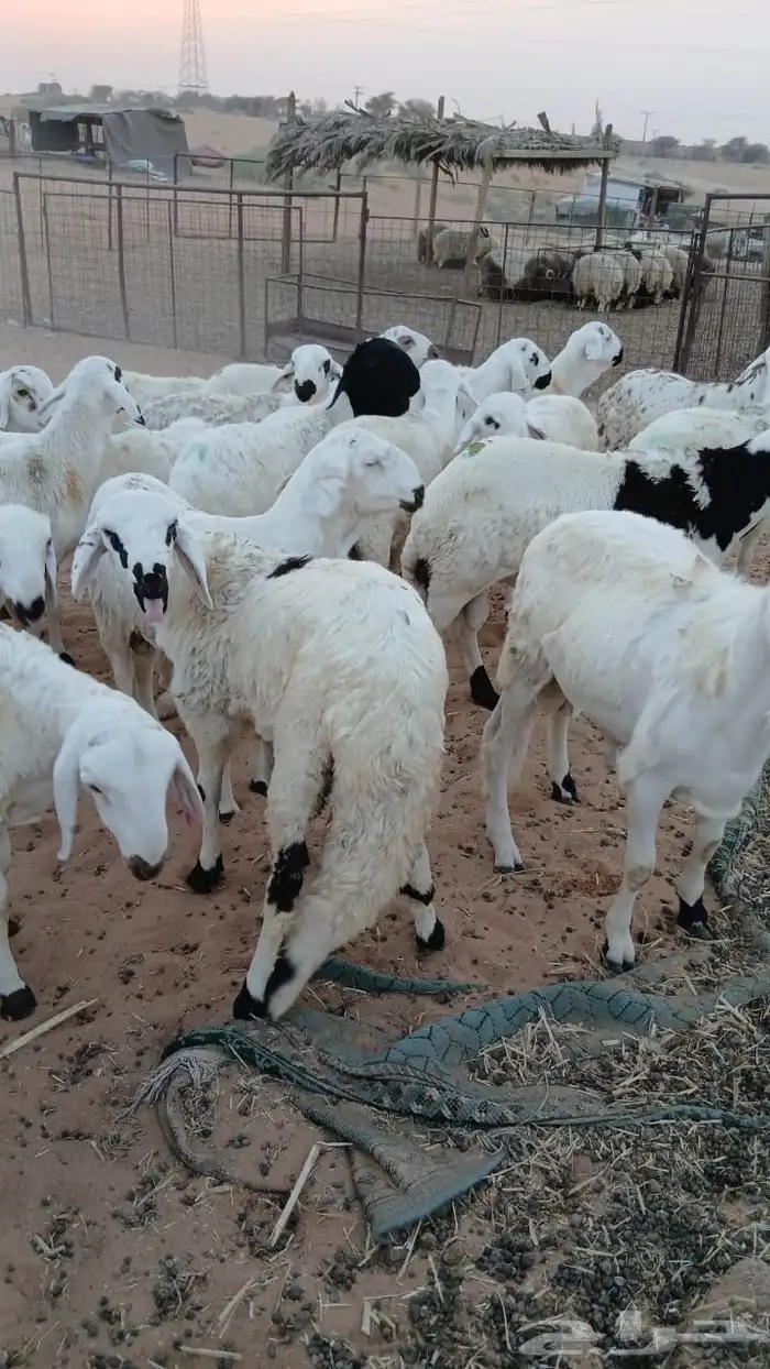 سوكن 3