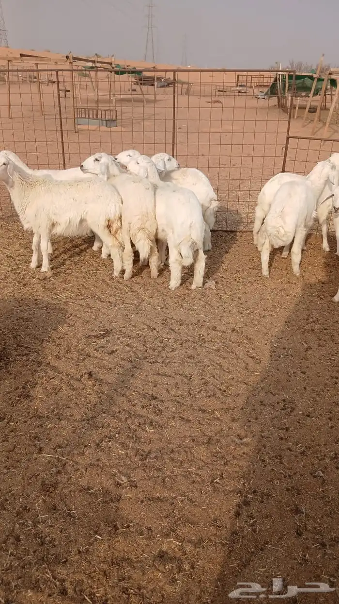 بهم حري 2