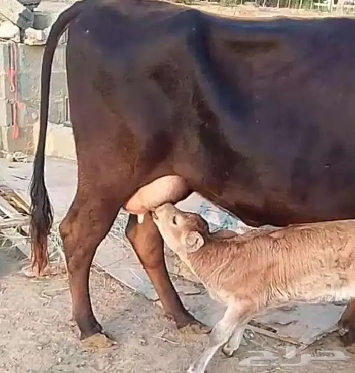 بقره للبيع 2
