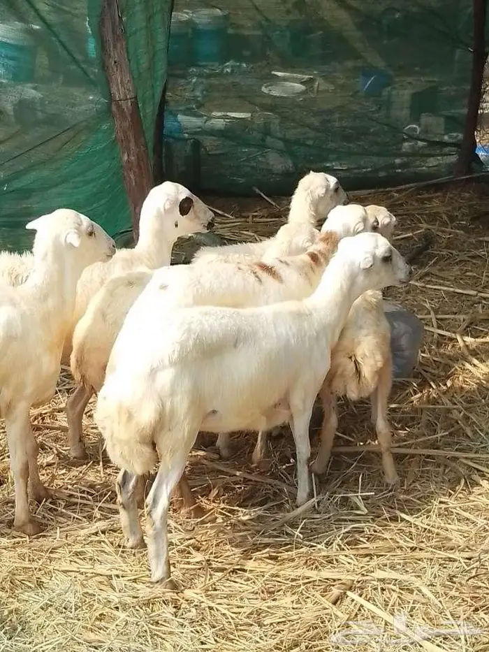 رخيل بلدي 0