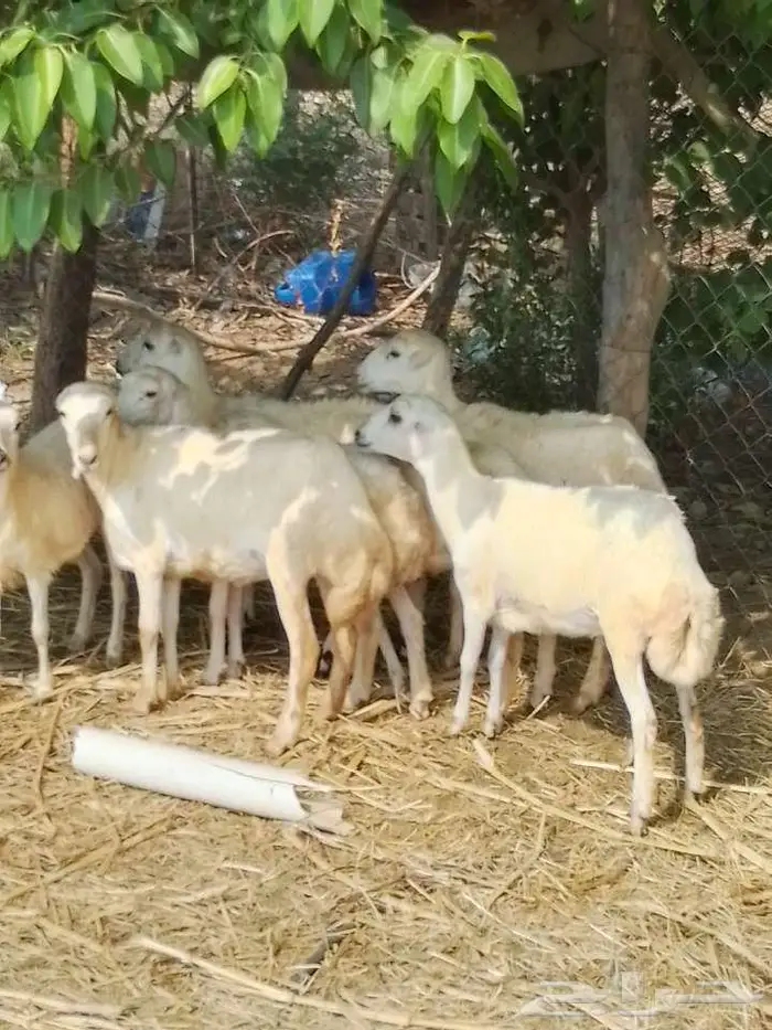 رخيل بلدي 1