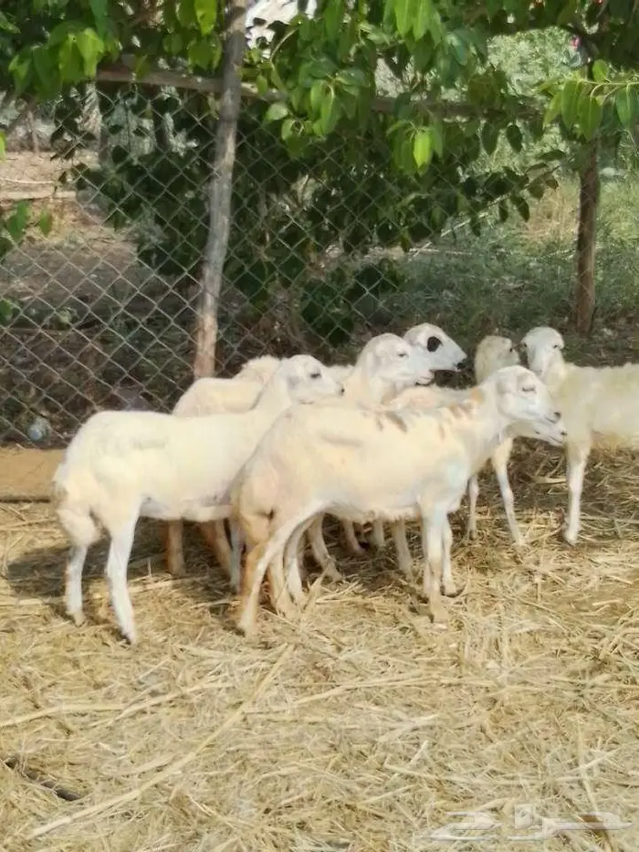 رخيل بلدي 2