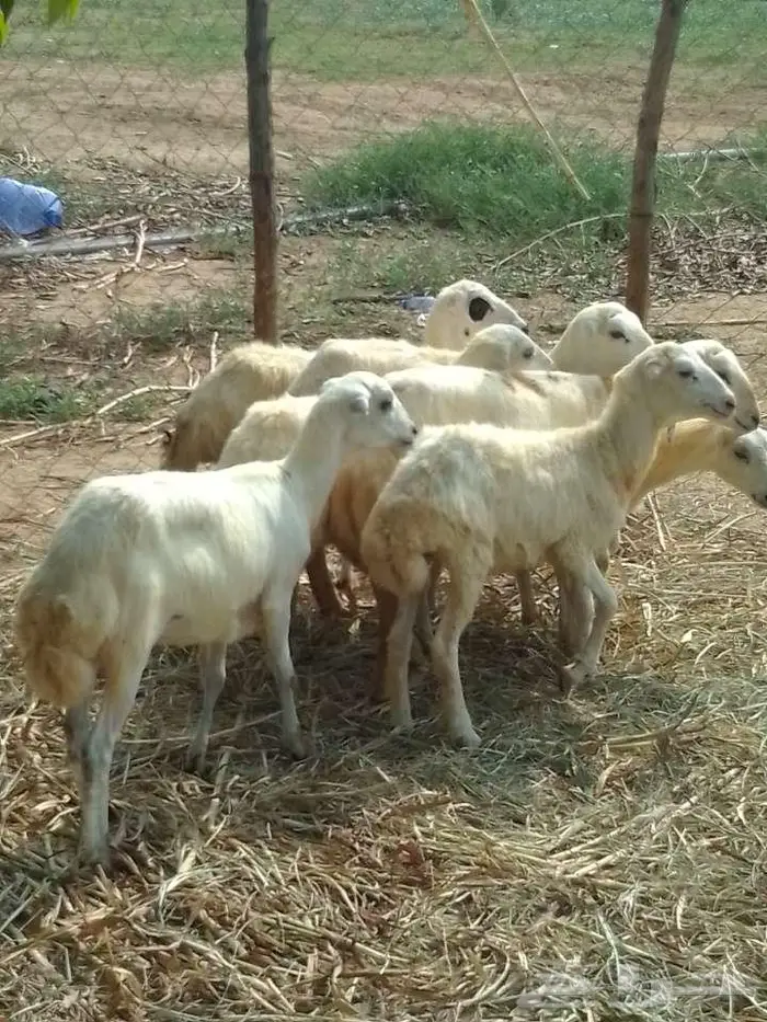 رخيل بلدي 4