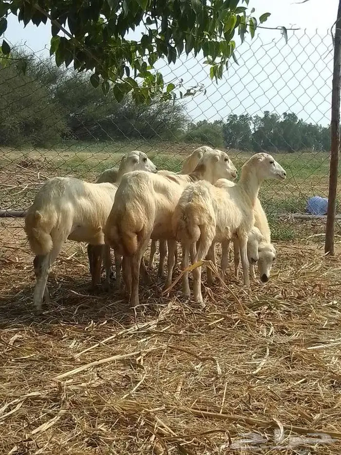 رخيل بلدي 3