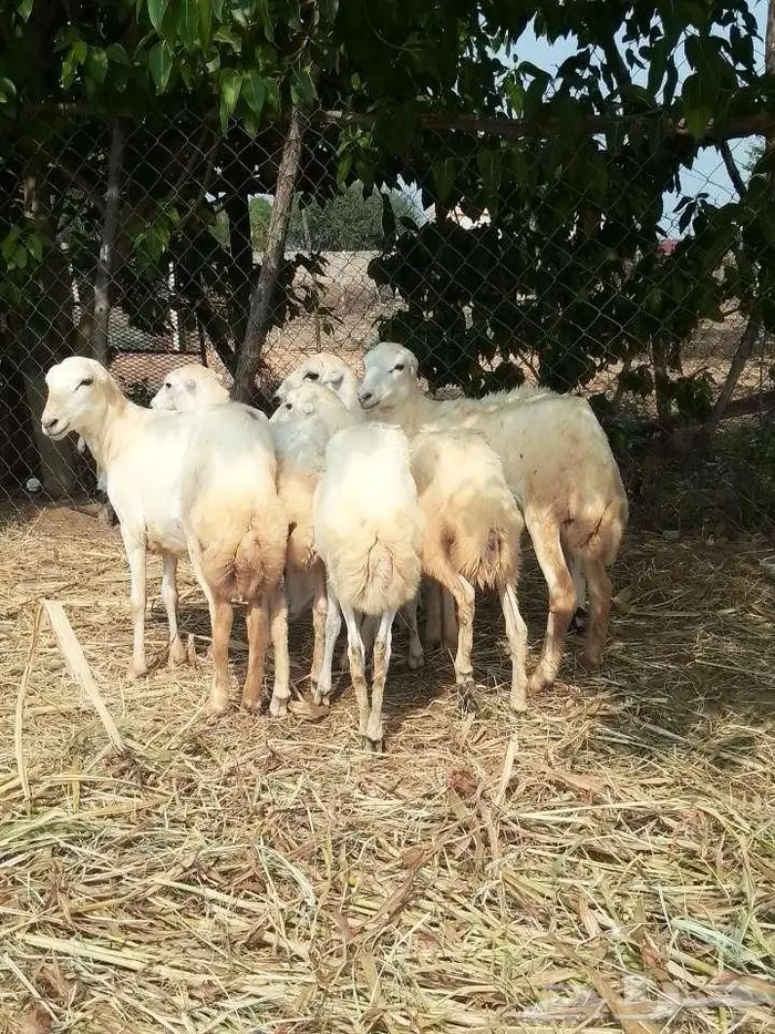 رخيل بلدي 6