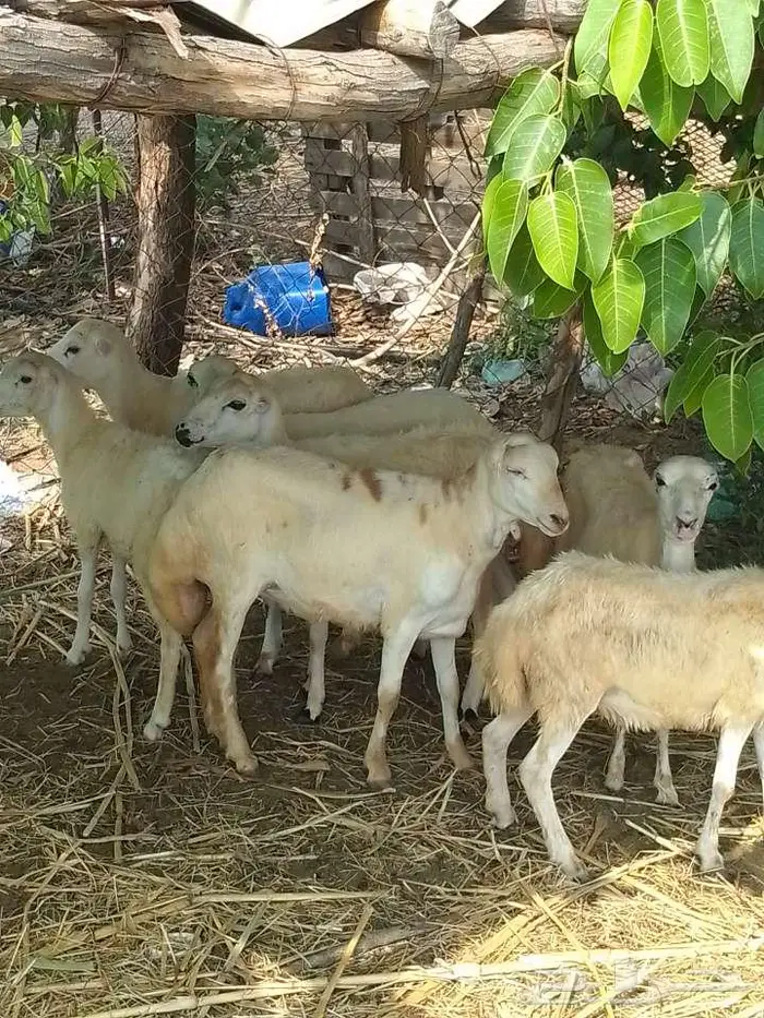 رخيل بلدي 5