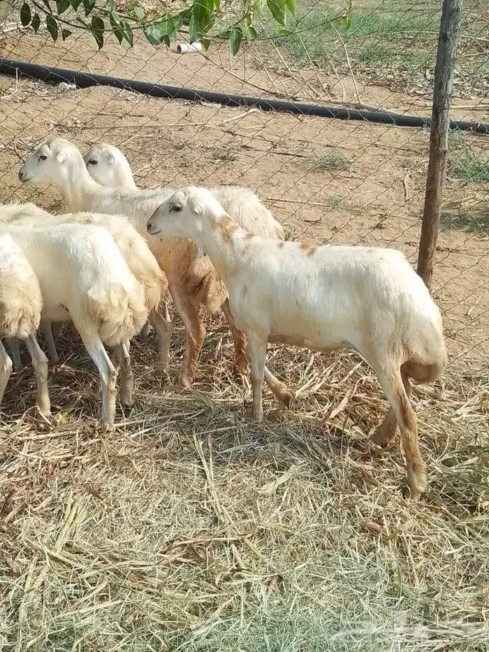 رخيل بلدي 7