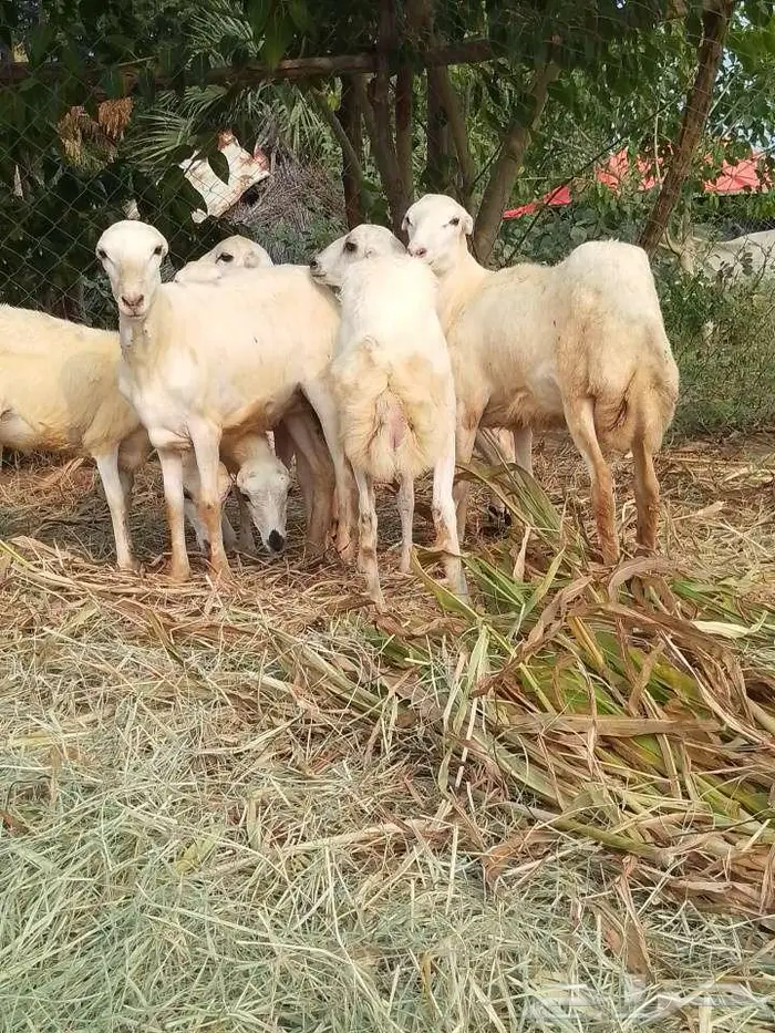 رخيل بلدي 9