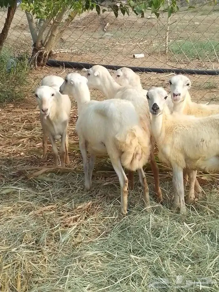 رخيل بلدي 11