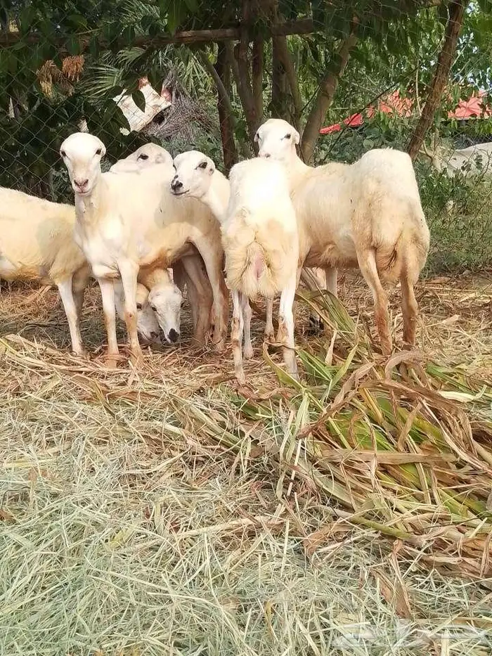 رخيل بلدي 10