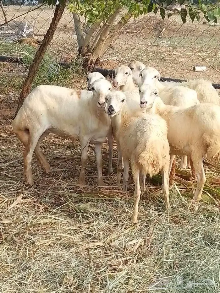 رخيل بلدي 13