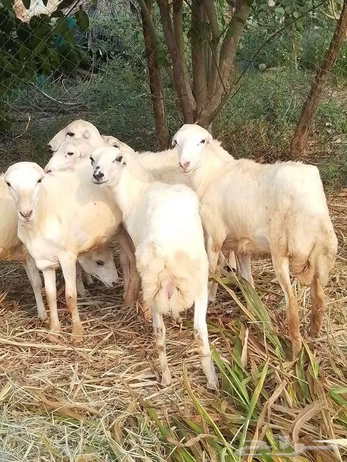 رخيل بلدي 12
