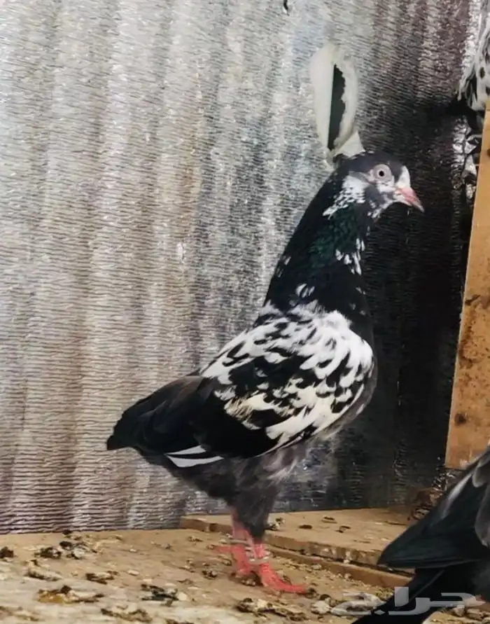 تم البيع أنثى تيدي شينا أساس منتجه 0