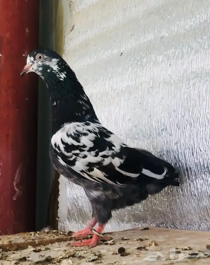 تم البيع أنثى تيدي شينا أساس منتجه 5