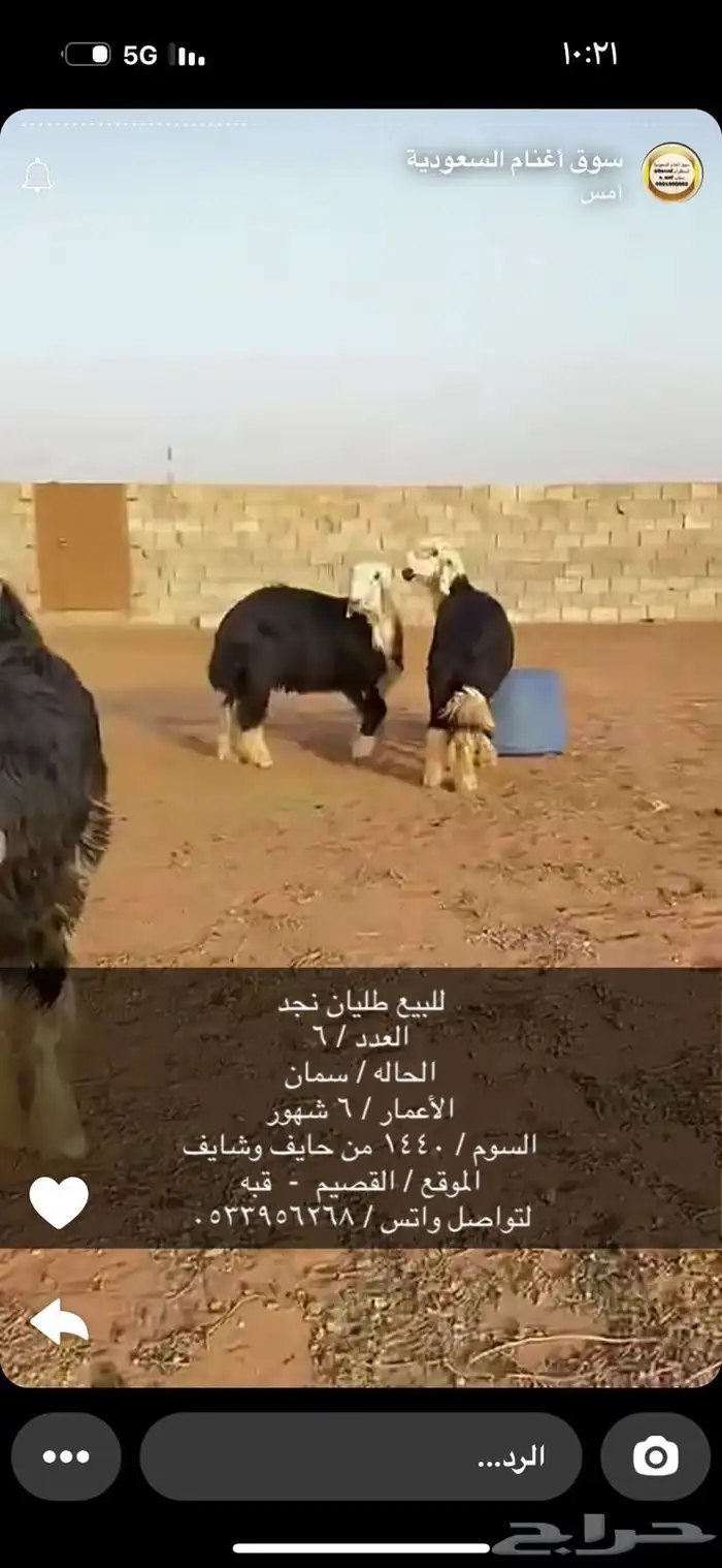 للبيع طليان نجد 0