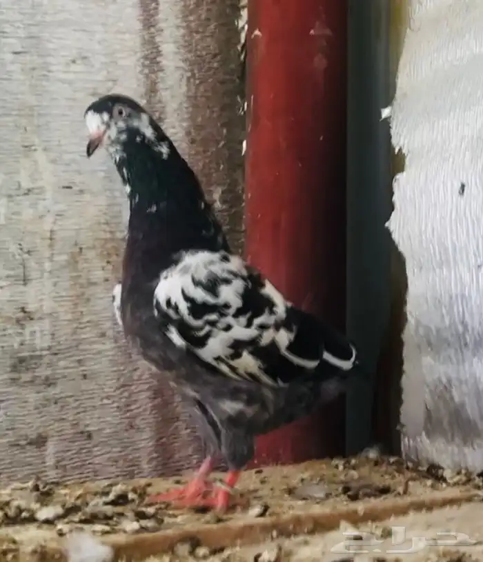 تم البيع أنثى تيدي شينا أساس منتجه 4